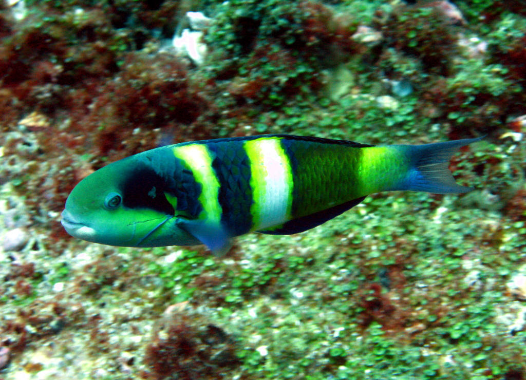 Thalassoma jansenii